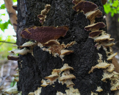 Trichaptum biforme