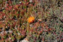 Malephora uitenhagensis
