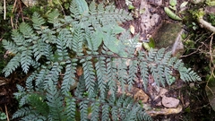 Polystichum silvaticum