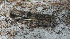 Spharagemon cristatum