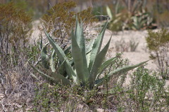 Agave asperrima