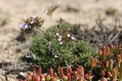 Limonium linifolium