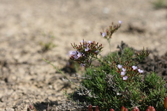 Limonium linifolium