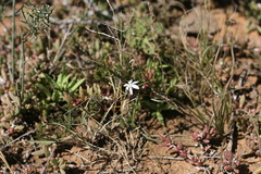 Trachyandra asperata