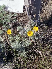 Eschscholzia californica