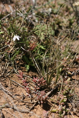 Trachyandra asperata