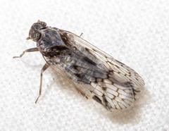 Melanoliarus aridus