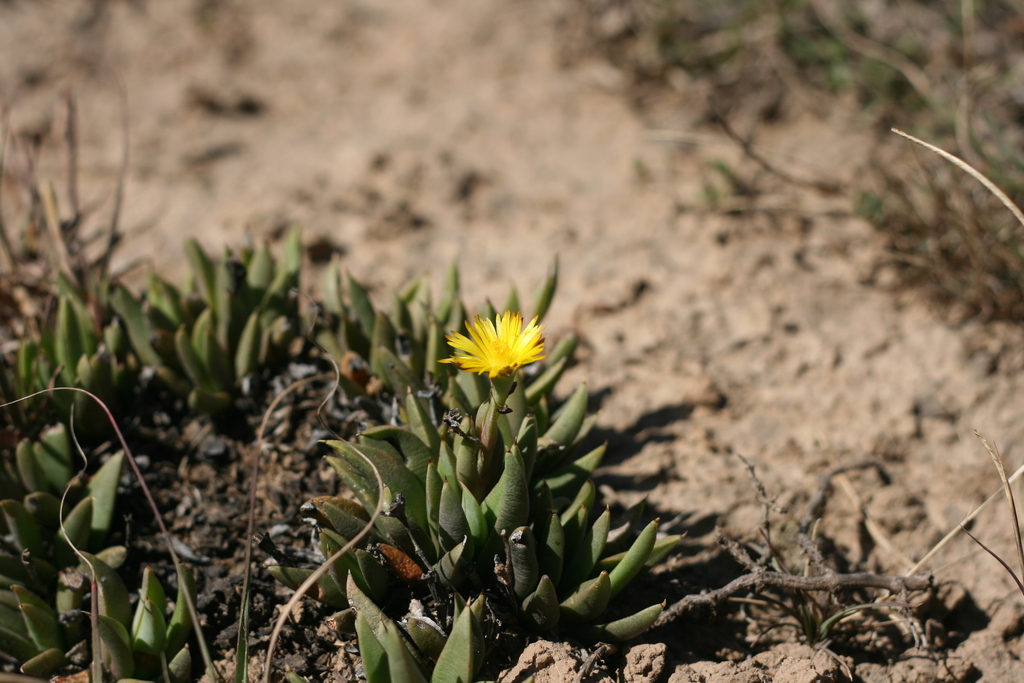 Bergeranthus addoensis