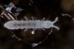 Onychiurinae