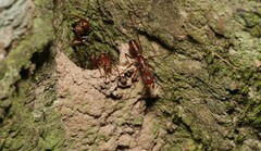 Ectatomma tuberculatum