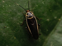 Pseudomops