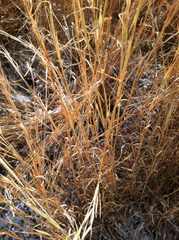 Andropogon virginicus virginicus