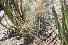 Echinocereus stramineus