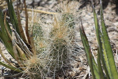 Echinocereus stramineus