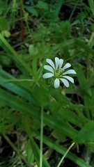 Stellaria chilensis