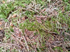 Rhytidiadelphus loreus