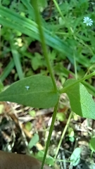 Stellaria chilensis