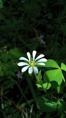 Stellaria chilensis