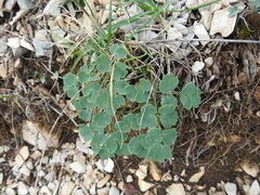 Thalictrum aquilegiifolium