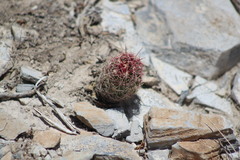 Thelocactus bicolor bicolor