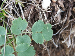 Thalictrum aquilegiifolium