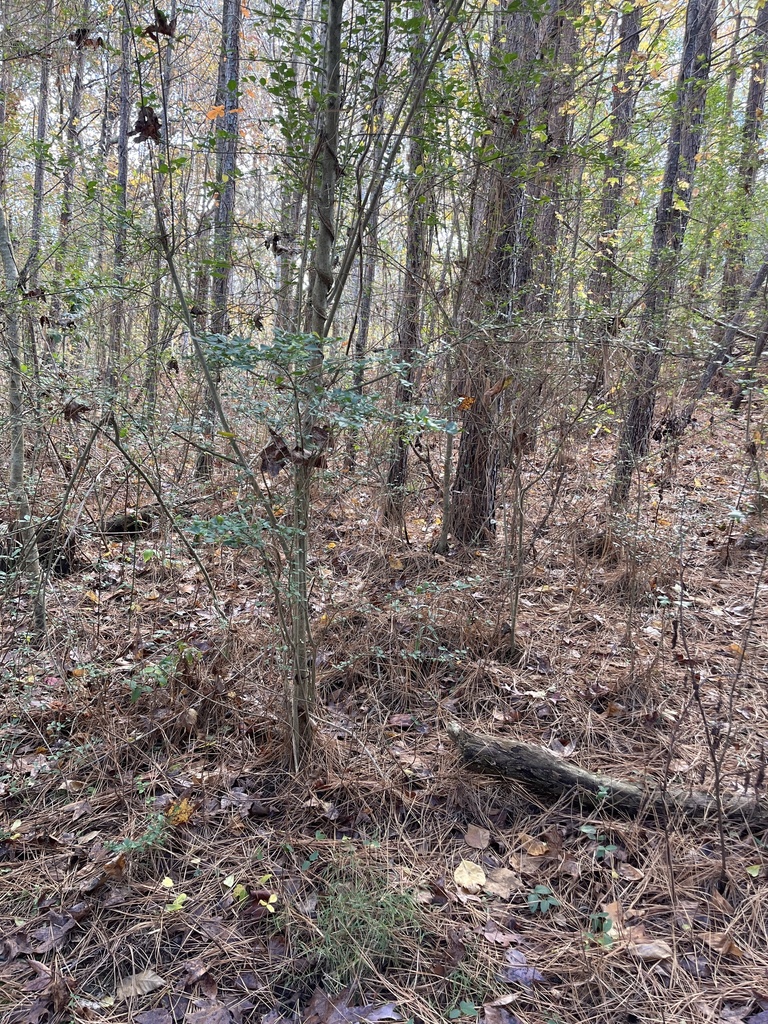 Littlehip hawthorn from Owens Store Rd, Canton, GA, US on November 1