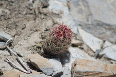 Thelocactus bicolor bicolor