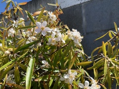 Choisya ×dewitteana