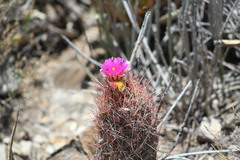 Thelocactus bicolor bicolor