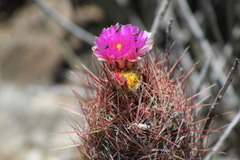 Thelocactus bicolor bicolor