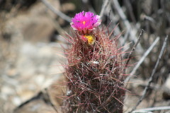 Thelocactus bicolor bicolor