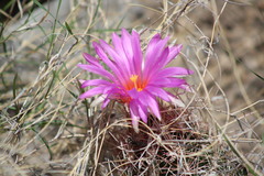 Thelocactus bicolor bicolor