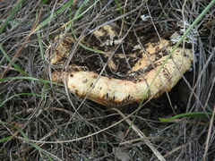 Lactarius deliciosus