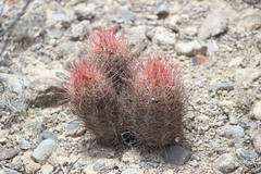 Thelocactus bicolor bicolor
