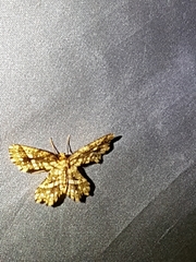 Fritillerinnys clathraria