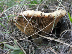 Lactarius deliciosus