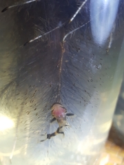 Pseudomystus siamensis