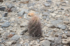 Thelocactus bicolor bicolor