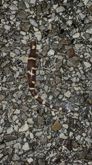 Ambystoma annulatum