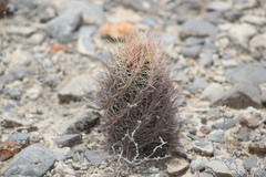 Thelocactus bicolor bicolor