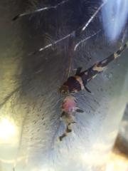 Pseudomystus siamensis