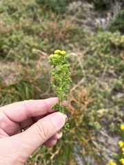 Oncosiphon sabulosus