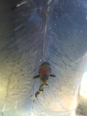 Pseudomystus siamensis