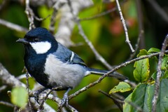 Parus cinereus