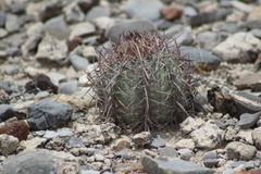 Echinocactus horizonthalonius