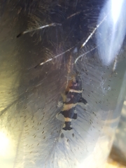 Pseudomystus siamensis