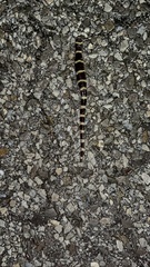 Ambystoma annulatum