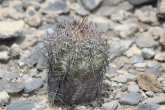 Echinocactus horizonthalonius
