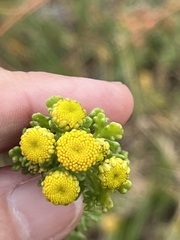 Oncosiphon sabulosus