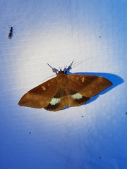 Ischyja marapok